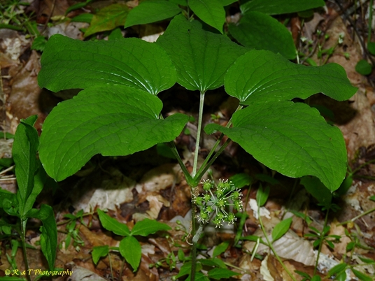 {Smilax hugeri}